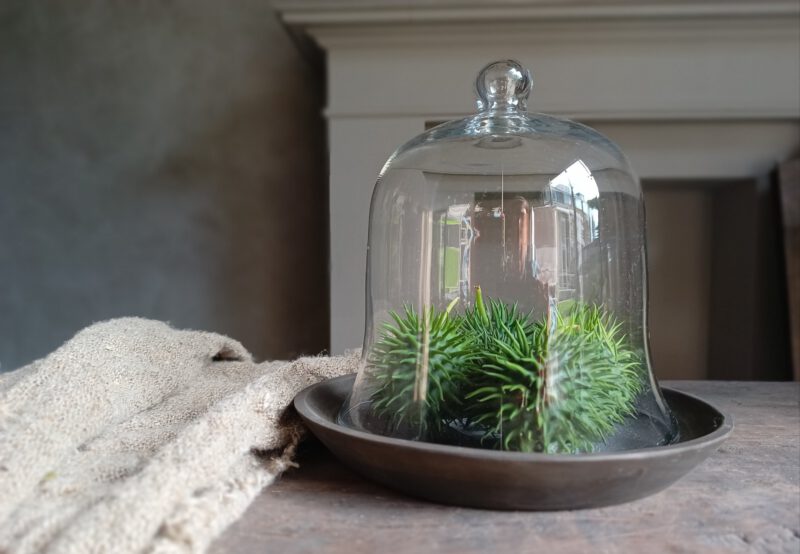 Set glazen stolp met houten bord - Afbeelding 2
