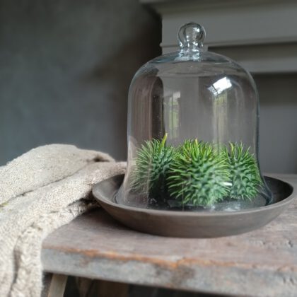 Set glazen stolp met houten bord