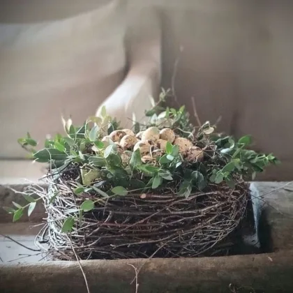 Voorjaars taartje met kwarteleitjes